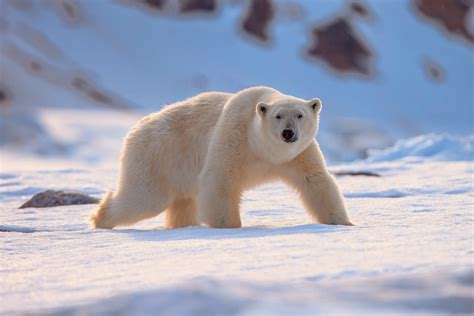 Polar .